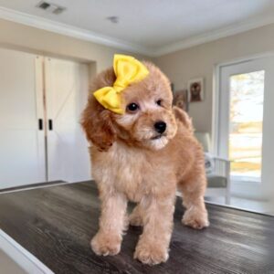 goldendoodle puppies