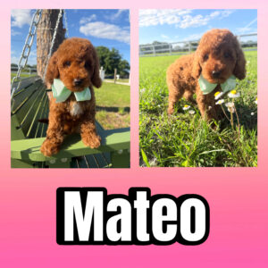 Mateo