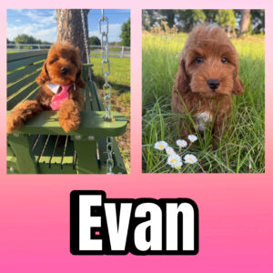 Evan