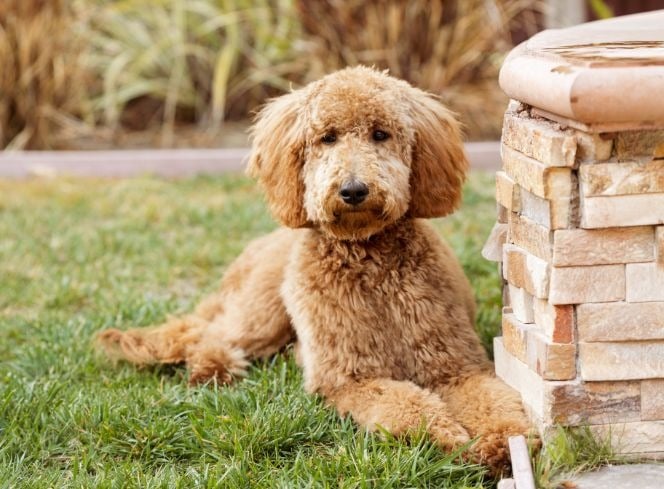 buy goldendoodle