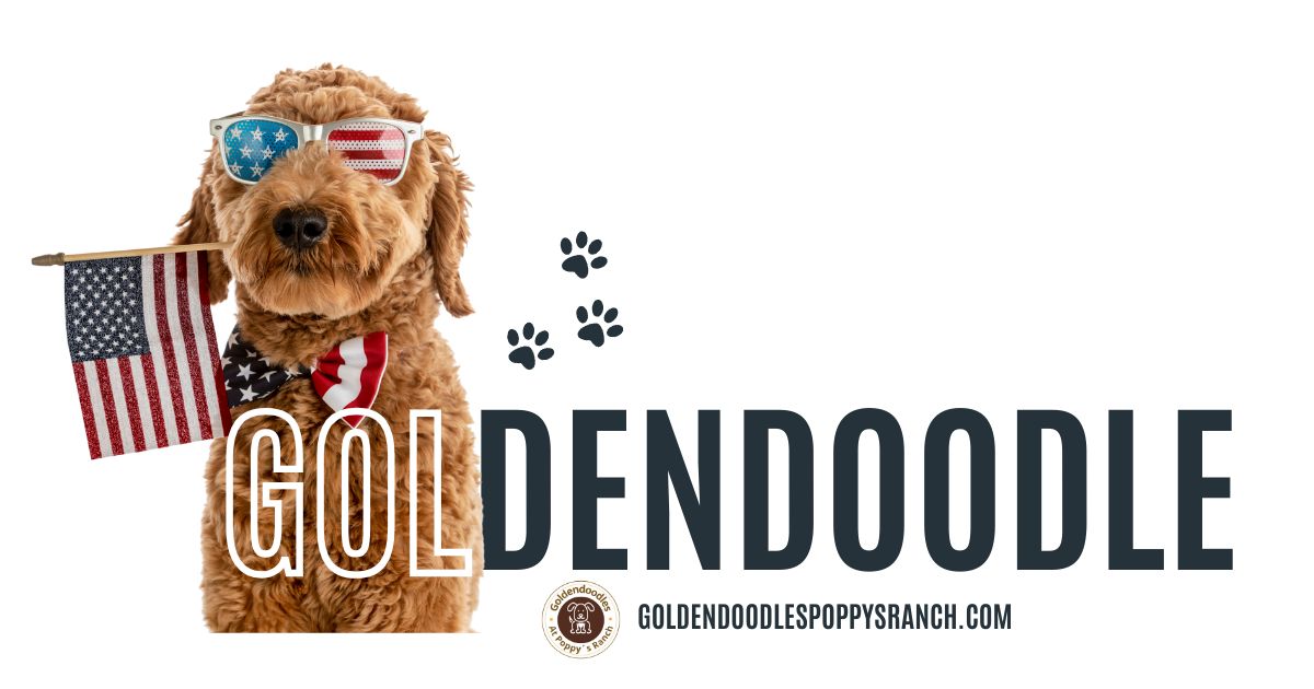 Goldendoodle orlando kissemme