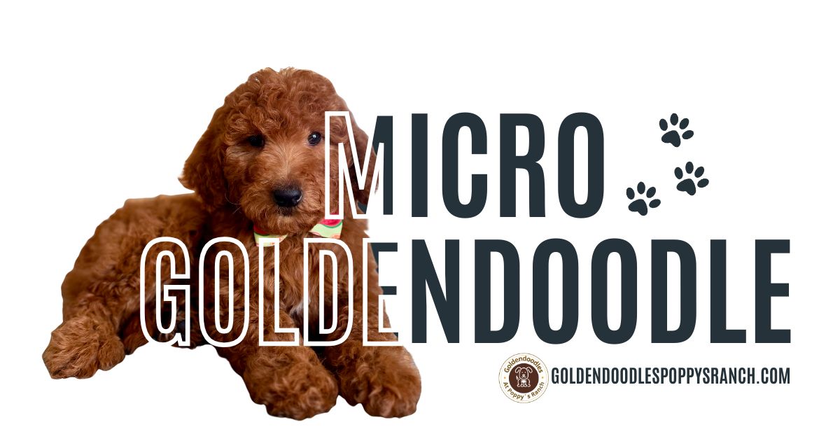 Micro Goldendoodle