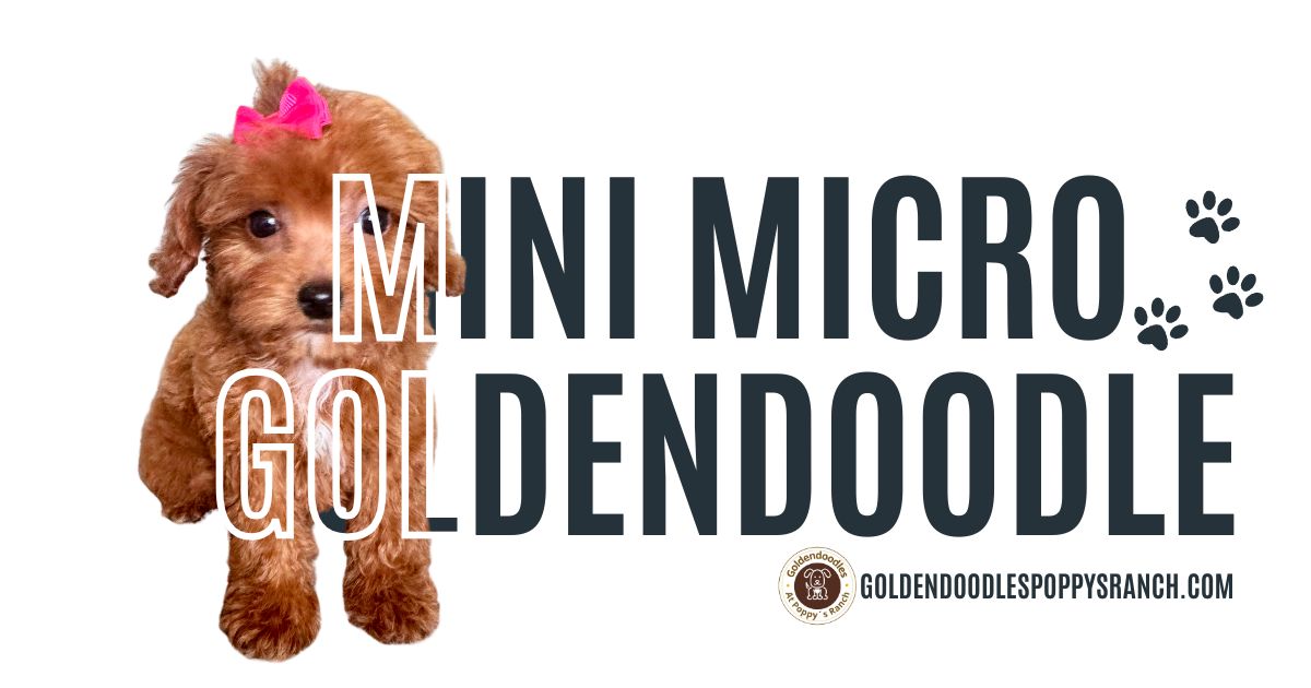 Mini micro Goldendoodles