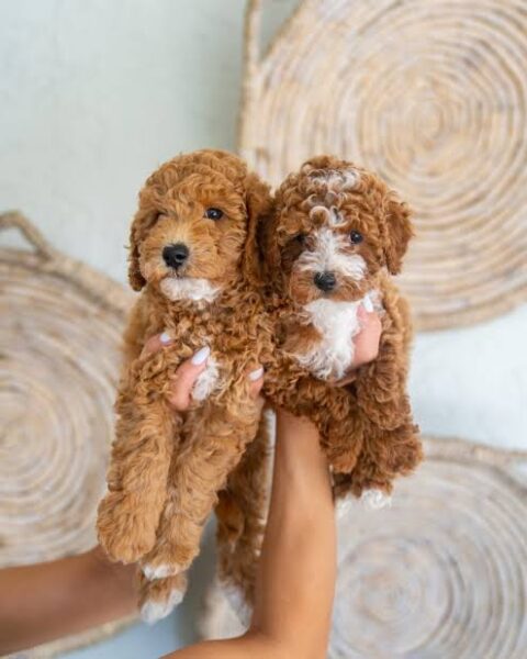 BUY GOLDENDOODLE