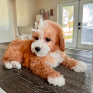 buy puppy goldendoodle