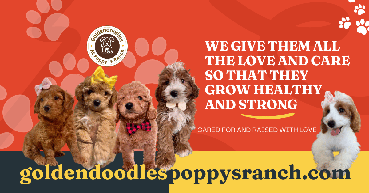 goldendoodles for sale poppys ranch