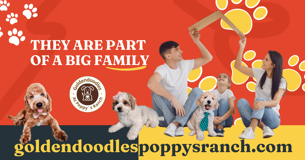 goldendoodles for sale poppys ranch