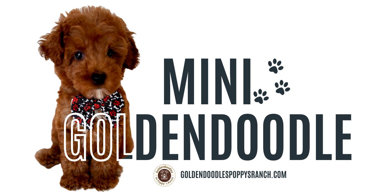 mini Goldendoodle