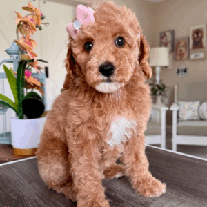 Nora
